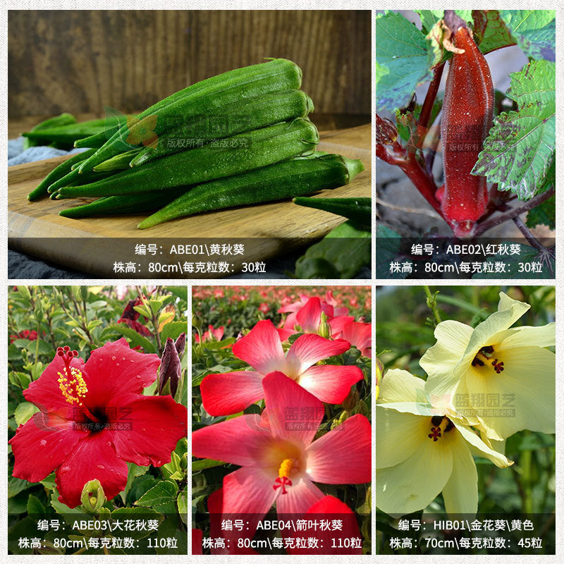 Arrow Yafi Yellow Okra, red, okra five point, mountain ginseng flower seed large flowers, okflower gallower flower, indoor and outdoor