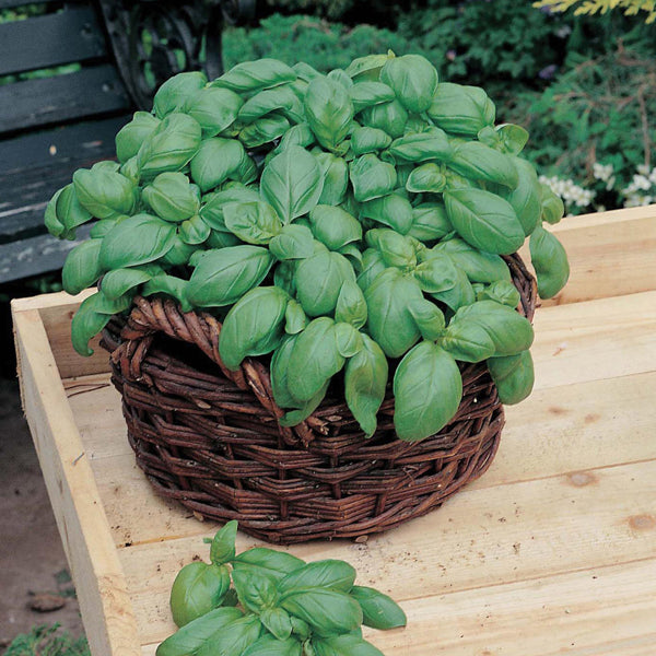 Sweet Basil Seeds - 235 Seeds-0