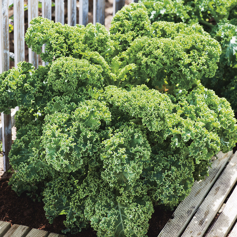 Kale Seeds - 200 Premium Seeds-0