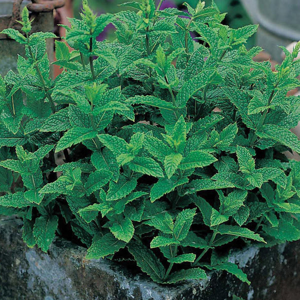 Mint Seeds - 625 Premium Seeds-0