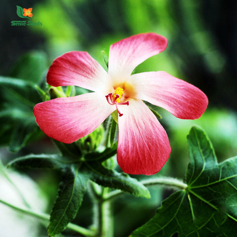 Arrow Yafi Yellow Okra, red, okra five point, mountain ginseng flower seed large flowers, okflower gallower flower, indoor and outdoor