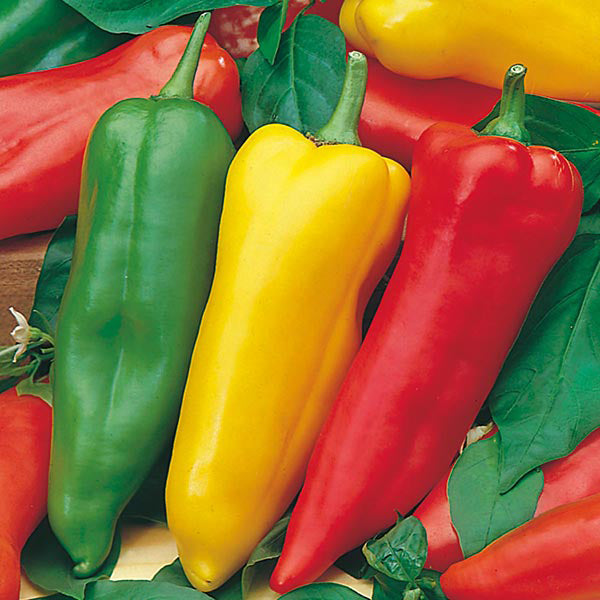 Pepper - 25 Premium Seeds-0