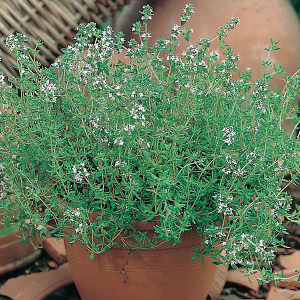 Thyme - 25 Premium Seeds-0