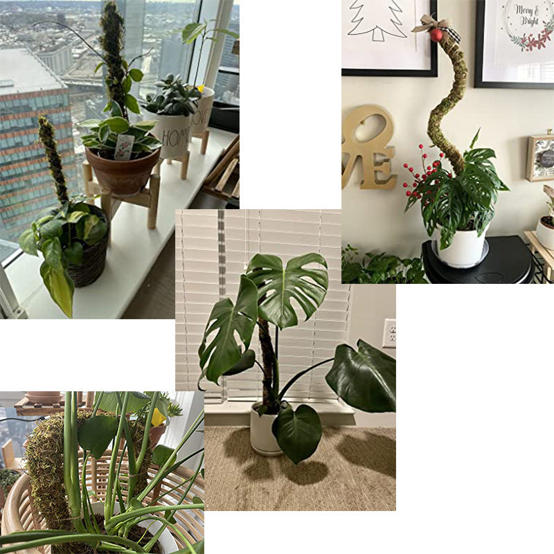 Shapeable Moss Stick Potted Plant Climbing