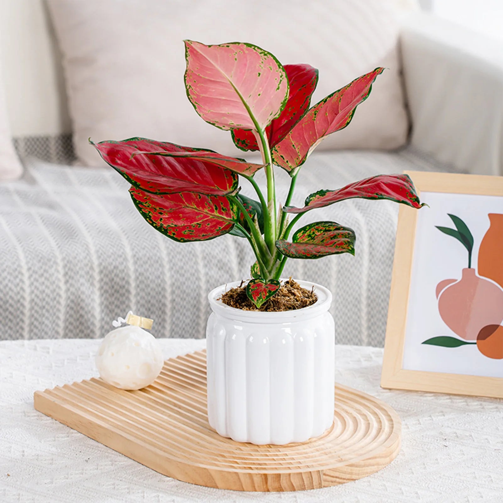 Elegant Self Watering Planter Delicate Modern Home Self Watering Flowerpot for Garden Enthusiast Lover Gift