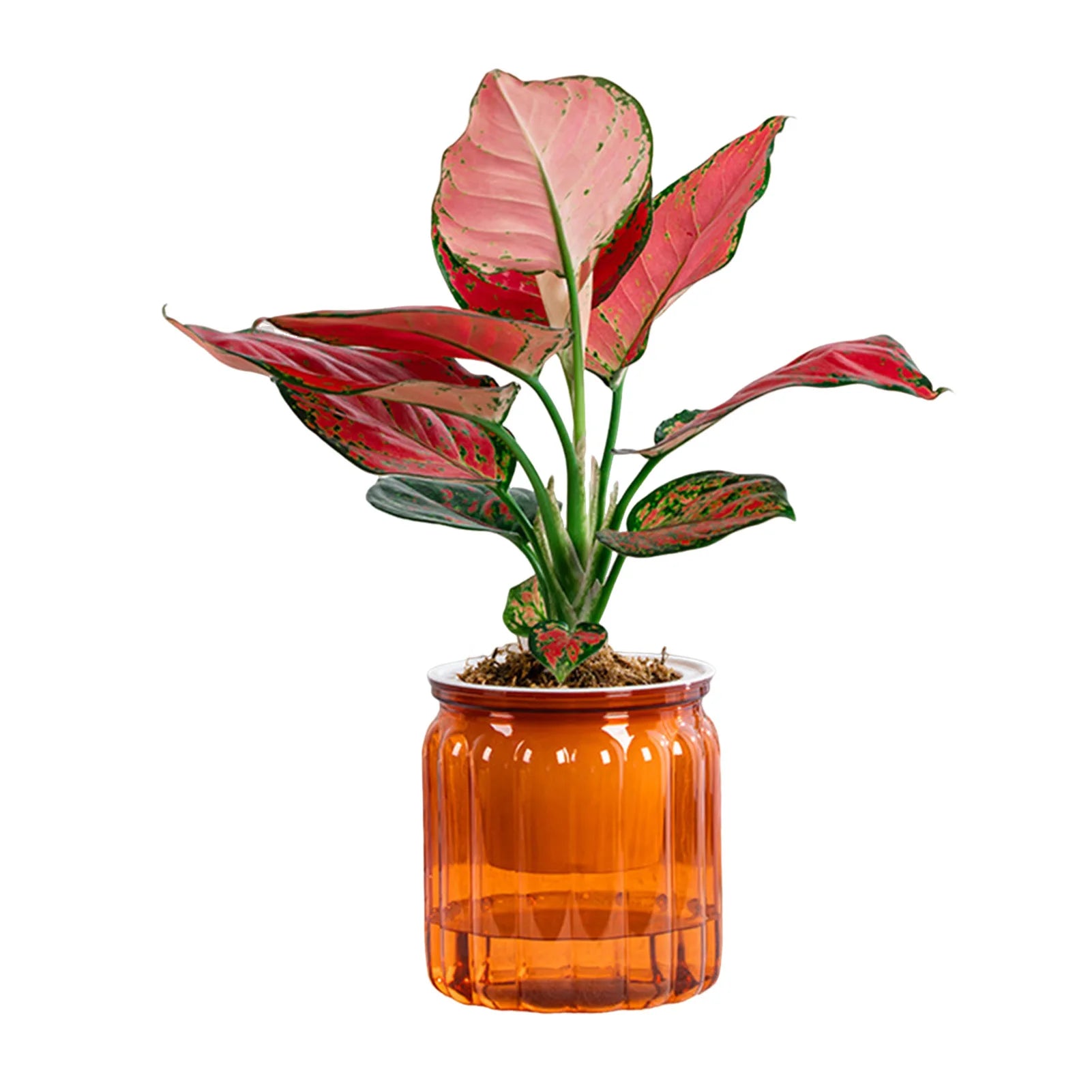 Elegant Self Watering Planter Delicate Modern Home Self Watering Flowerpot for Garden Enthusiast Lover Gift