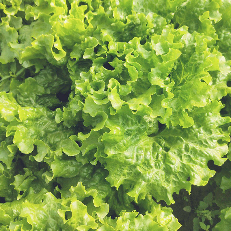 Lettuce seed lettuce seed glass raw vegetable seed green seed vegetable seed Wholesale vegetable seed rapeseed seed