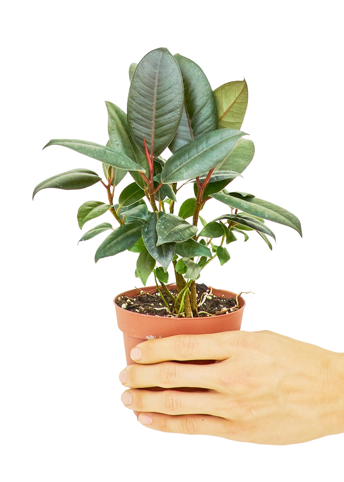 Rubber Tree 'Burgundy', Small