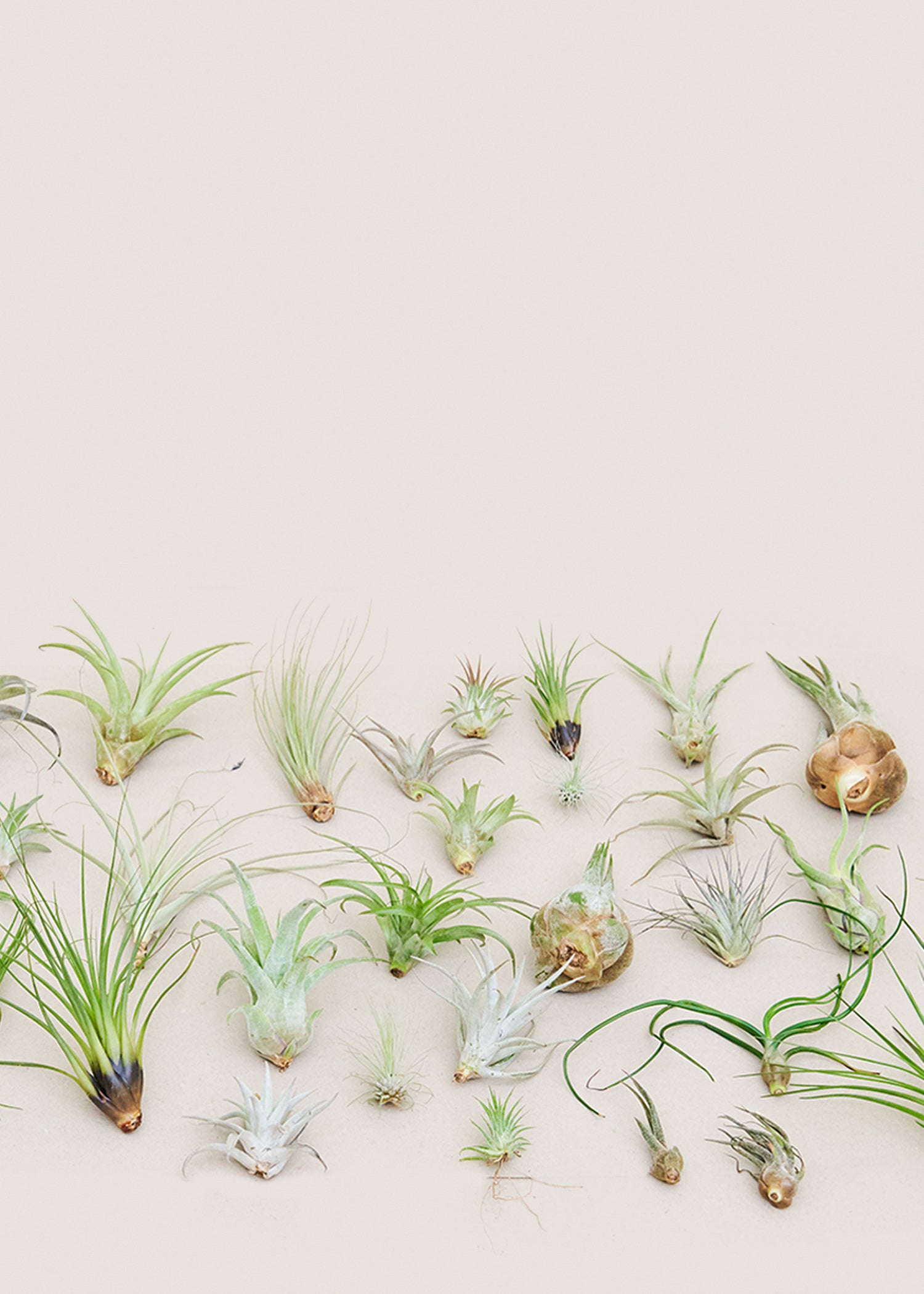 Mystery Air Plant Box 40-Pack