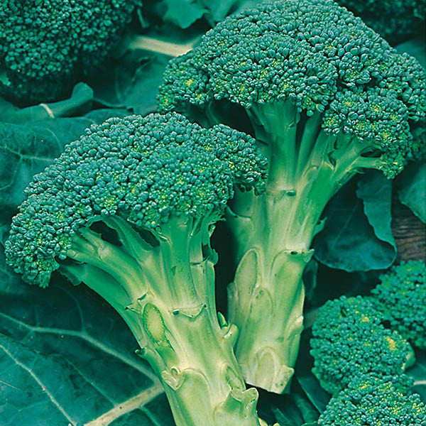 Broccoli - 250 Premium Seeds-0