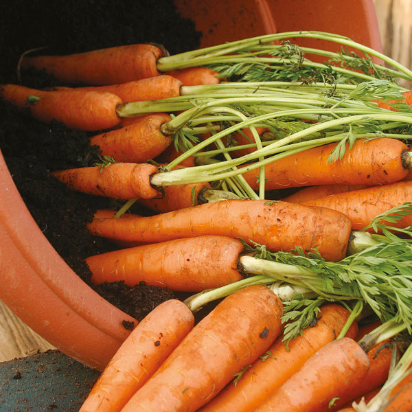 Carrot - 750 Premium Seeds-0