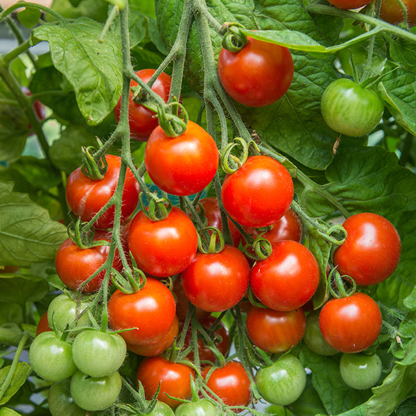 Tomatoes - 25 Premium Seeds-0