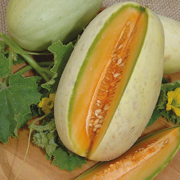 Melon - 10 Premium Seeds-0