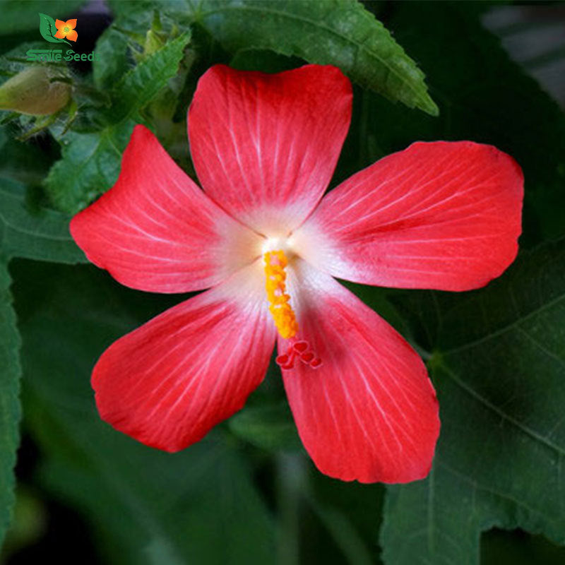 Arrow Yafi Yellow Okra, red, okra five point, mountain ginseng flower seed large flowers, okflower gallower flower, indoor and outdoor