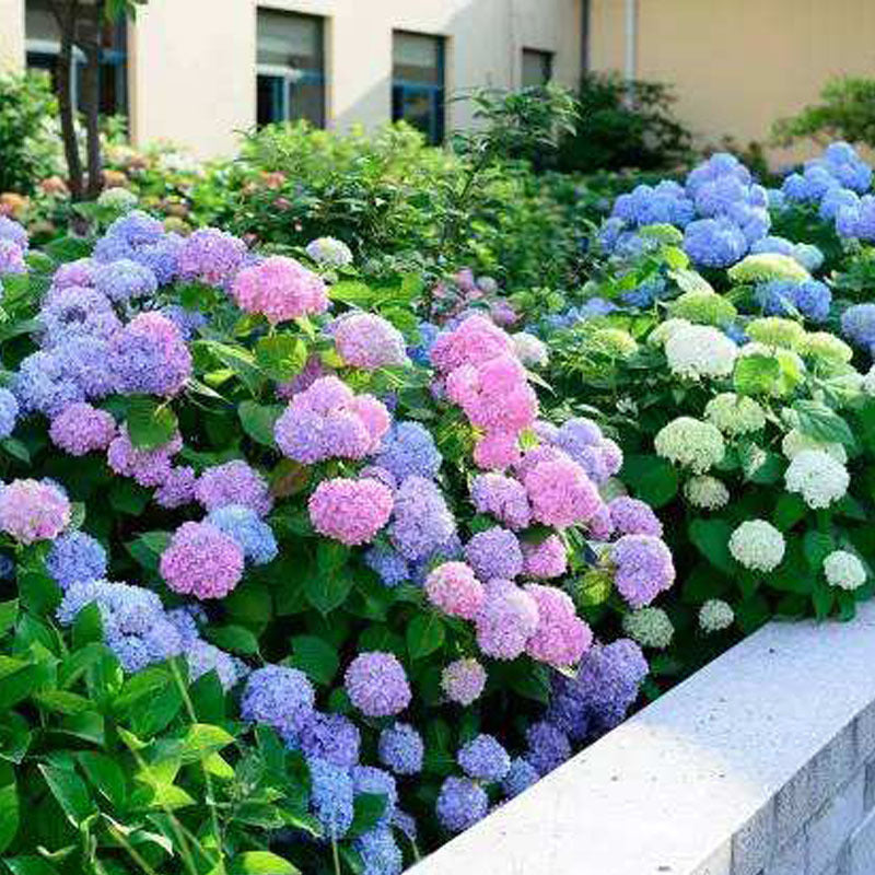 Hydrangea seeds endless summer embroidery flower seeds for many years mixed garden four seasons easy seeds