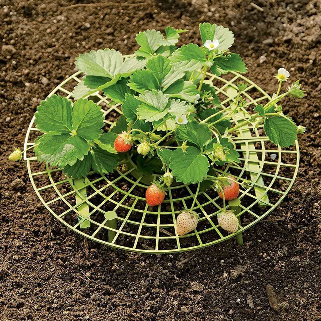 Horticulture family plant strawberry tray anti-dropping flora plants fruit support garden supplies strawberry support shelf