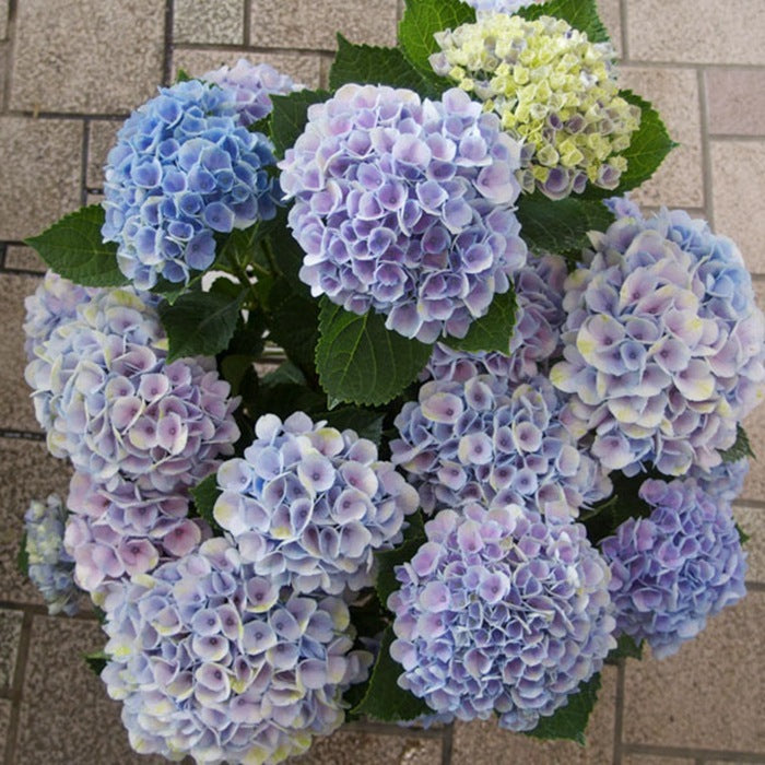 Hydrangea seeds endless summer embroidery flower seeds for many years mixed garden four seasons easy seeds