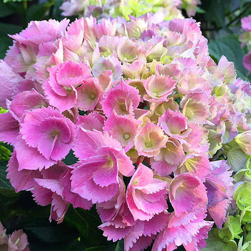 Hydrangea seeds endless summer embroidery flower seeds for many years mixed garden four seasons easy seeds