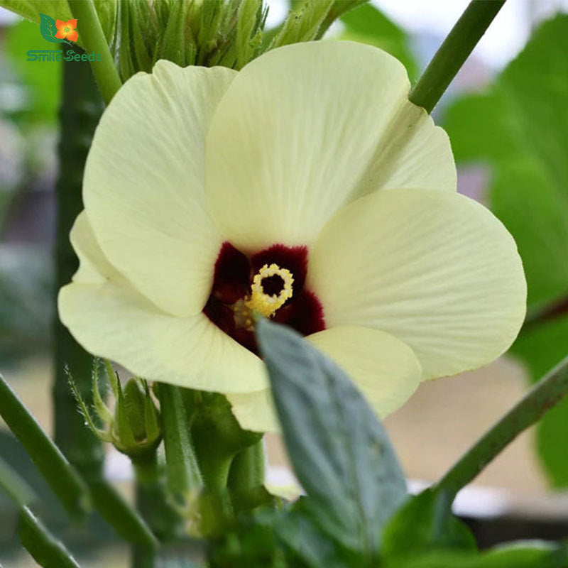Arrow Yafi Yellow Okra, red, okra five point, mountain ginseng flower seed large flowers, okflower gallower flower, indoor and outdoor