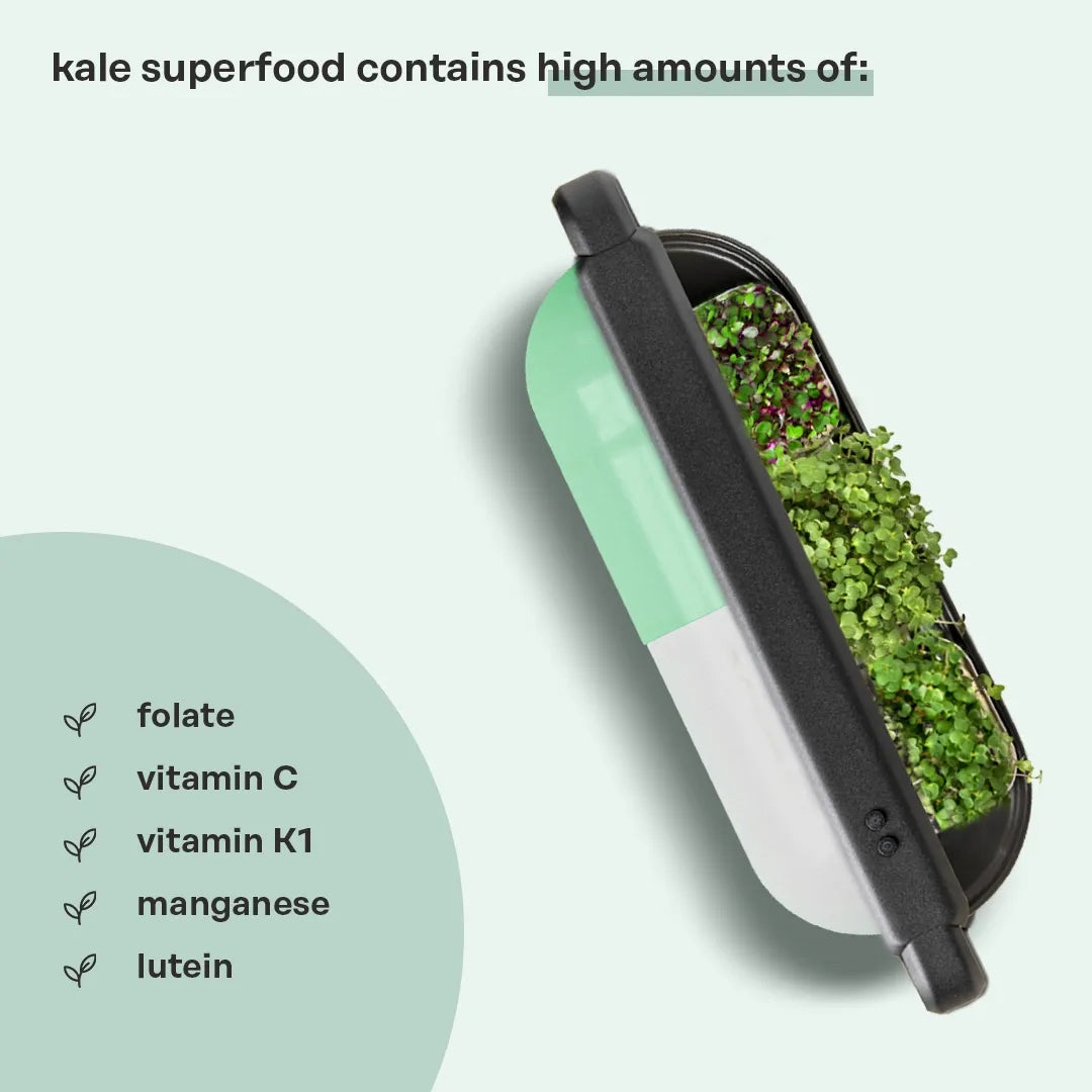 Antioxidant Booster (Kale) Superfood